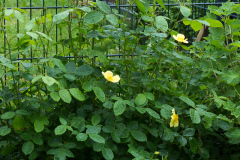 Rose Tottering by Gently