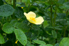 Rose Tottering by Gently