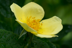 Rose Tottering by Gently