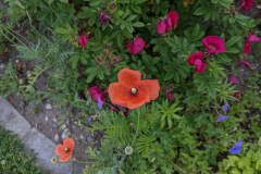 Rose Strandperle Norderney, Mohn