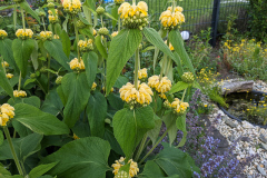 Brandkraut Phlomis russeliana