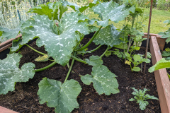 Zuccini im Hochbeet