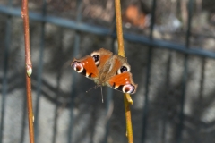 Schmetterling unterwegs