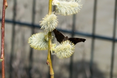 Die Blüten des Trauerweidenkätzchens werden besucht.