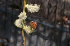 Schmetterling am Trauerweidenkätzchen