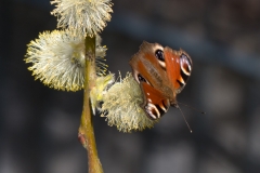 Schmetterling am Trauerweidenkätzchen