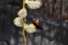 Schmetterling am Trauerweidenkätzchen