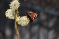 Schmetterling am Trauerweidenkätzchen