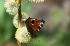 Schmetterling am Trauerweidenkätzchen