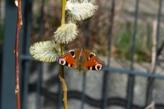 Schmetterling am Trauerweidenkätzchen