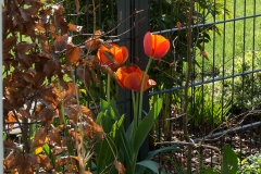 Tulpen