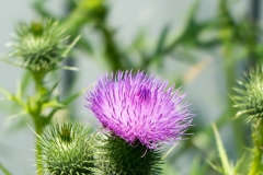 Die Distel durfte am Zaun einfach wachsen.