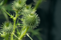 Die Distel durfte am Zaun einfach wachsen.