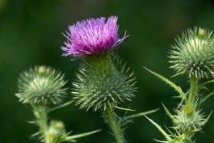 Die Distel durfte am Zaun einfach wachsen.