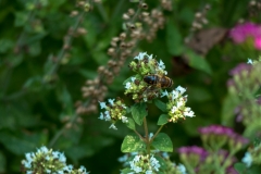 Der Versuch, einen Besucher der Bienenweide einzufangen.