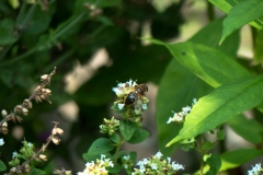 Der Versuch, einen Besucher der Bienenweide einzufangen.