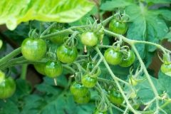 Tomaten