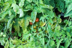 Die ersten Tomaten röten sich