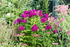 Phlox und Schafgarbe