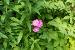 Dieser Phlox hat das Zaun Setzen etwas überlebt.