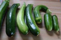 Weitere Zucchini und die ersten Gurken