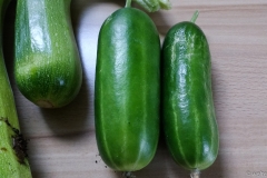 Zucchini und Gurken