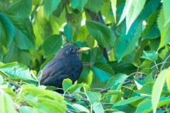 Amsel im Kirschbaum