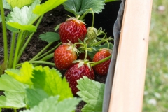 Erdbeeren im Hochbeet