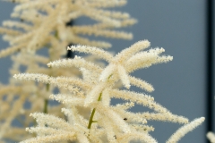 Geißbart oder Astilbe?