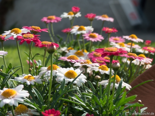 Eselbepflanzung Margeriten