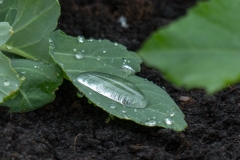 Regentropfen auf einem Kohlrabiblatt