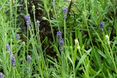 Lavendel in blau und weiß