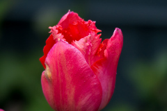 Tulpe