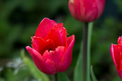 Tulpen