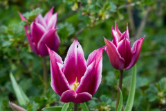 Tulpen