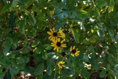 Rudbeckia