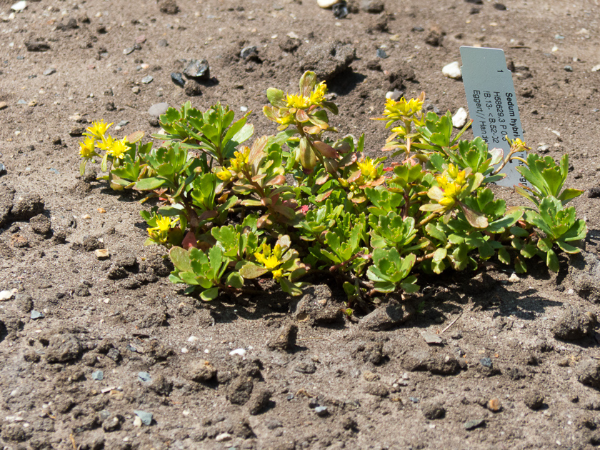 Sedum hybridum Immergrünchen - Fettblatt, Polster-Fettblatt 