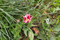 Tulpen