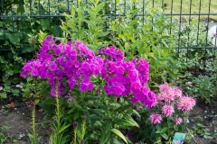 Indianernessel und Phlox