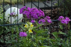 Löwenmäulchen und Phlox