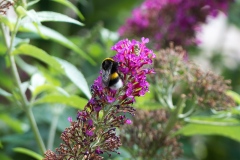 Sommerflieder mit Hummel