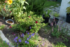 Terrassenbeet 2 mit Sonnenblume, Rose Strandperle Norderney, Salbei und Storchschnabel