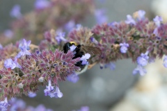 Hummel