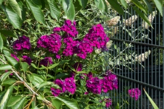 Phlox