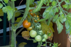 Tomaten