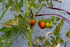 Tomaten