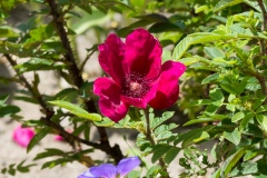 Rose Strandperle Norderney