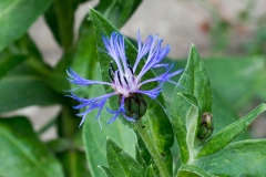 Centaurea montana - Berg-Flockenblume