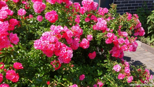 Rosenblüte im Vorgarten
