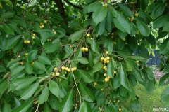 Zahlreiche Kirschen am Baum